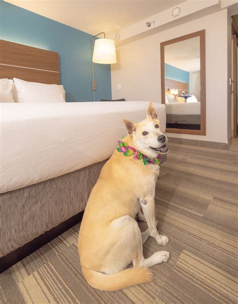 pet friendly holiday inn express near me|holiday inn pets allowed uk.